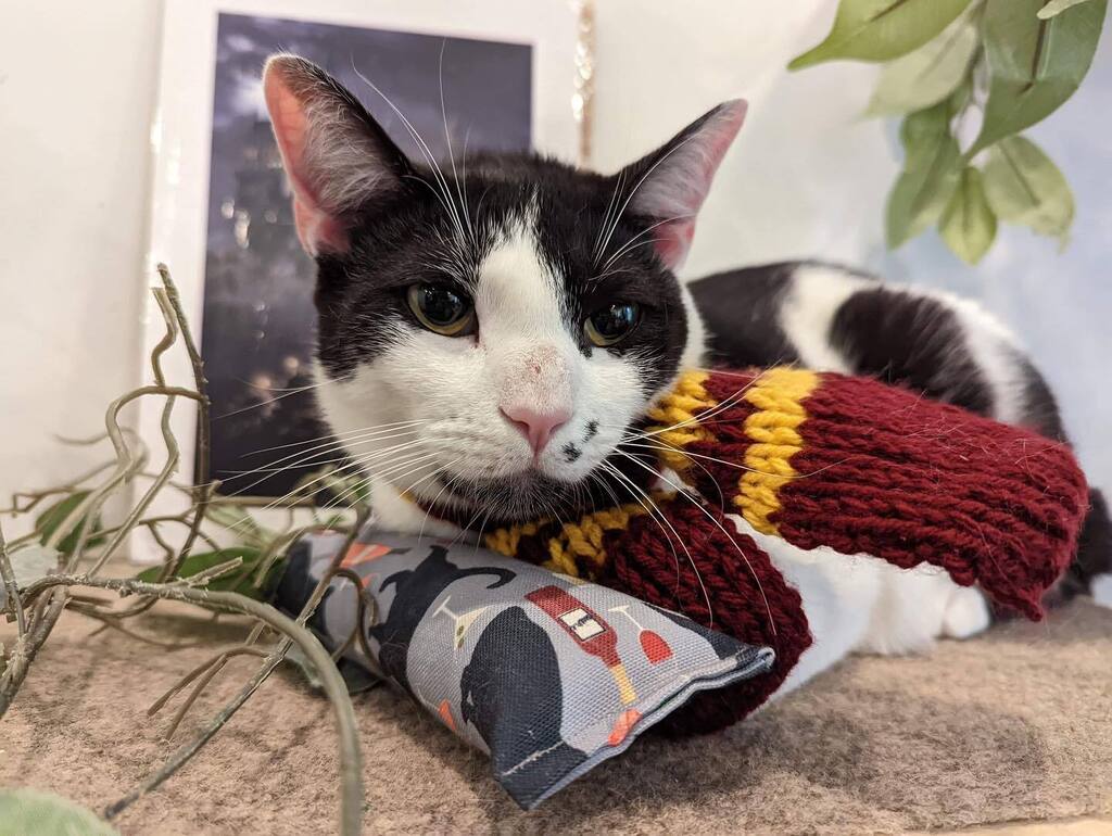 Mount Purrnon Cat Café and Wine Bar in Alexandria, Virginia
