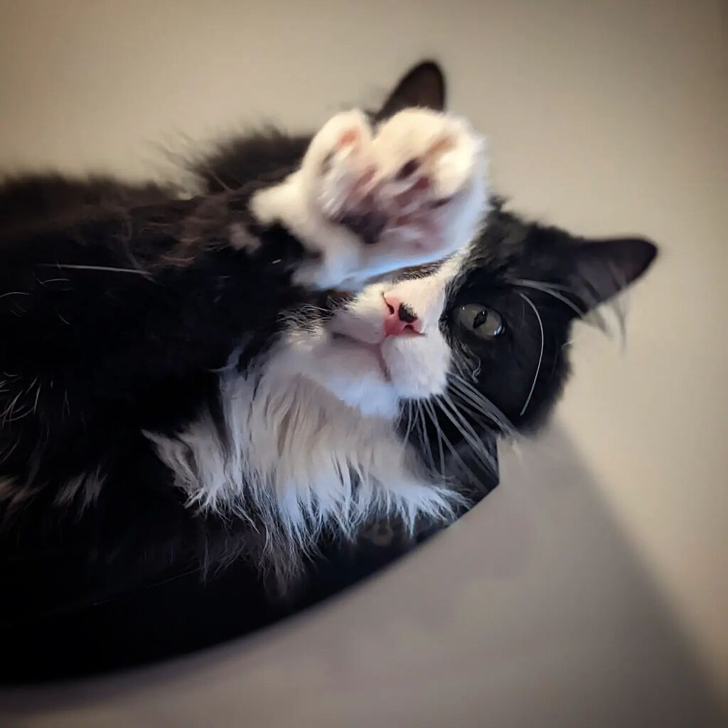 Mount Purrnon