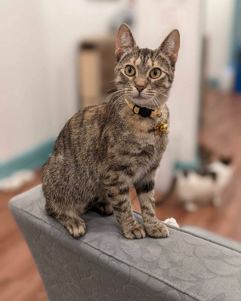 Mount Purrnon Cat Café and Wine Bar in Alexandria, Virginia