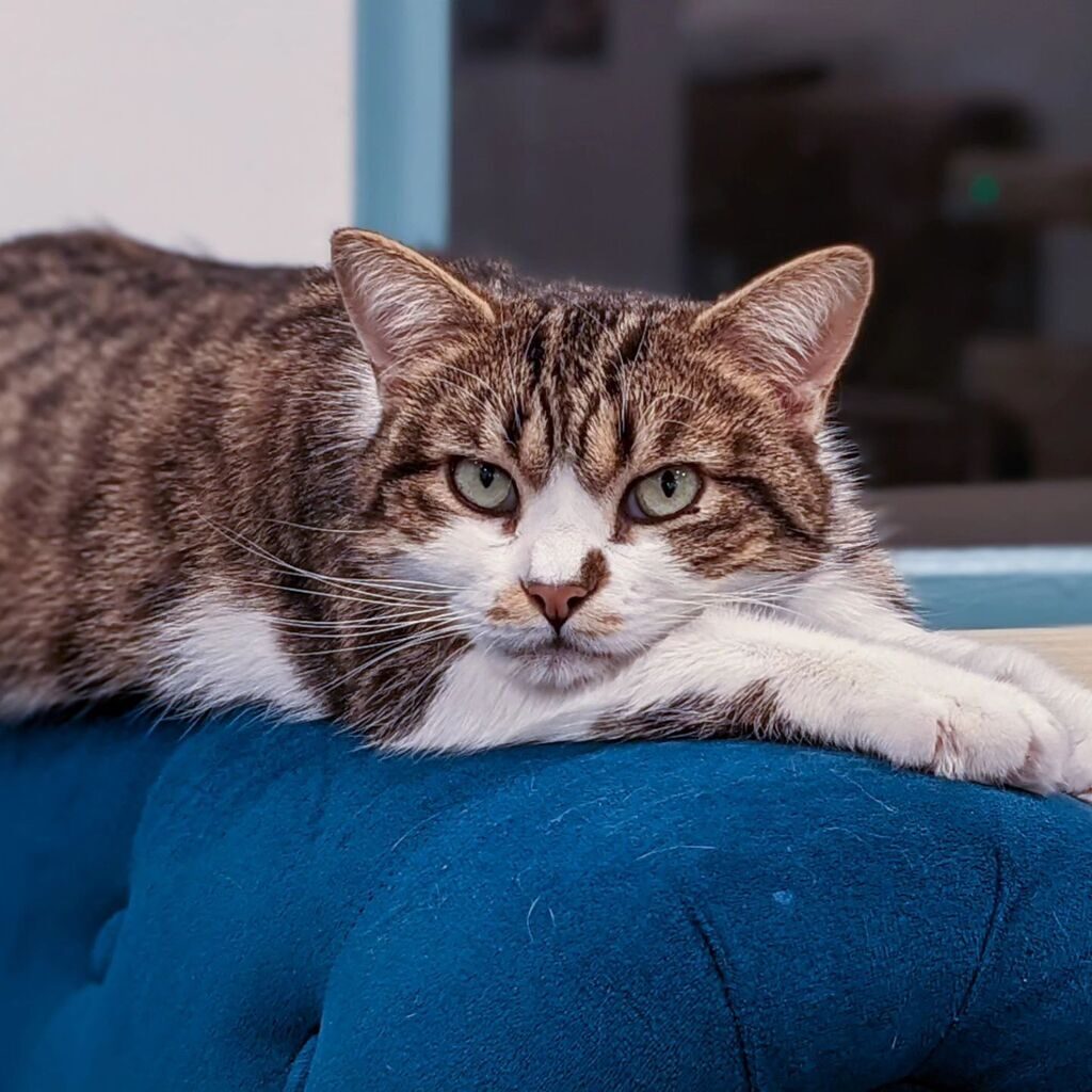 Mount Purrnon Cat Café and Wine Bar in Alexandria, Virginia