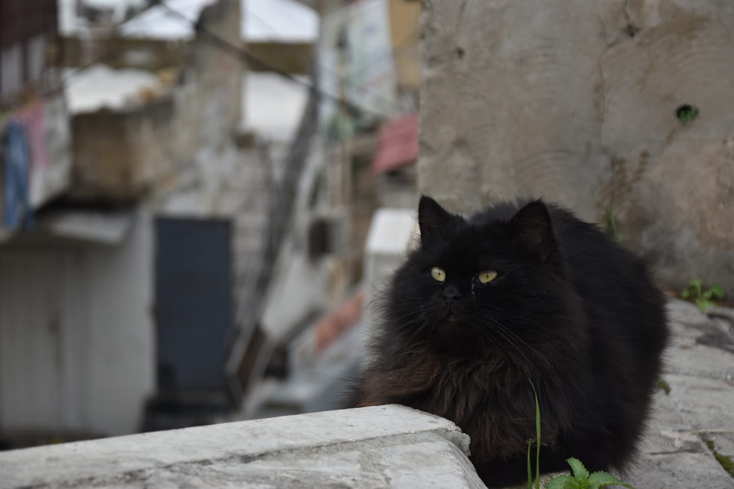 Tripoli black cat