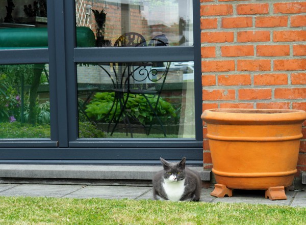 zwerfkatten middelkerke