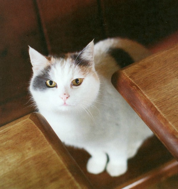 anglesea arms cat