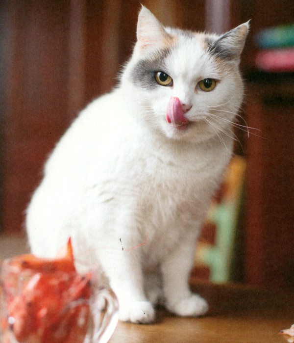can cats eat prawns