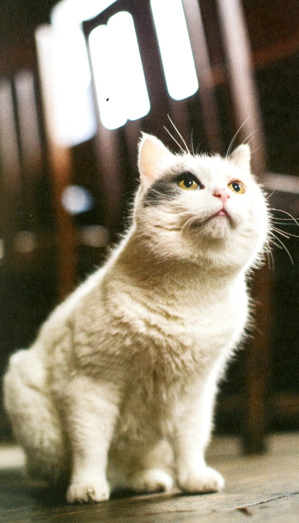 london catspotting