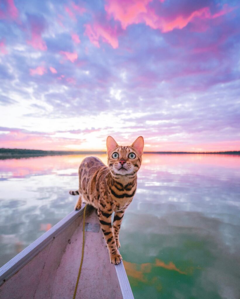 Suki the Adventure Cat in a boat