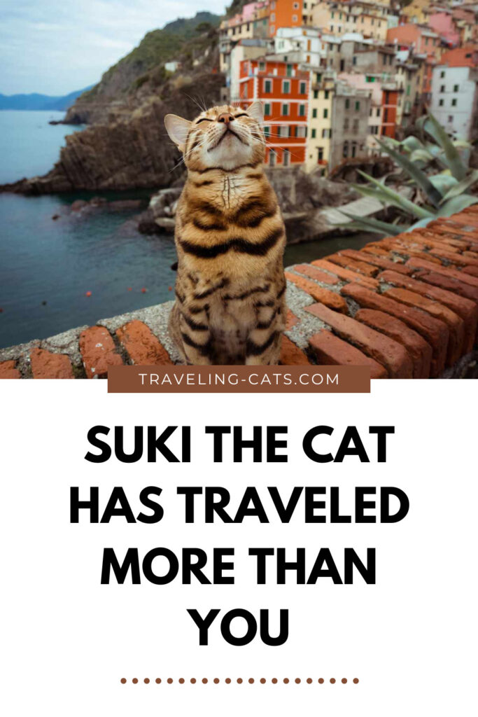 cat story Instagram