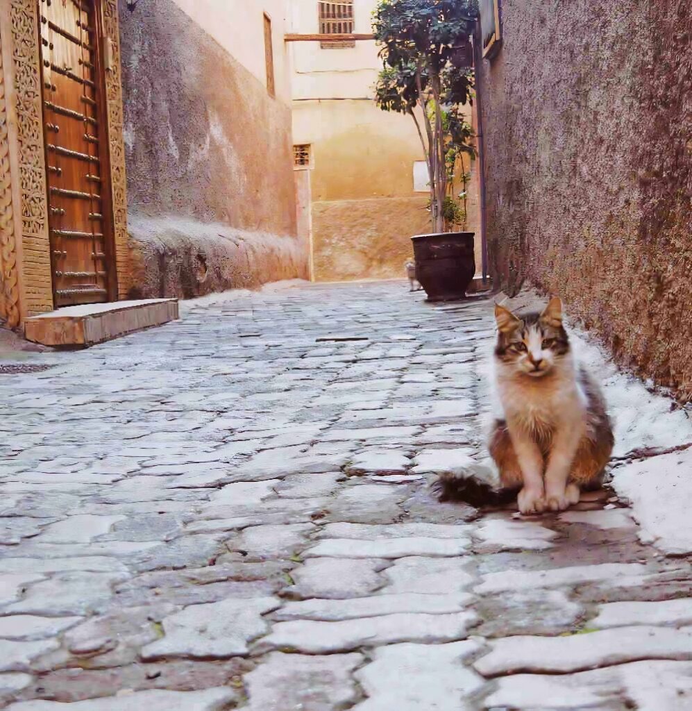cat in Marrakesh