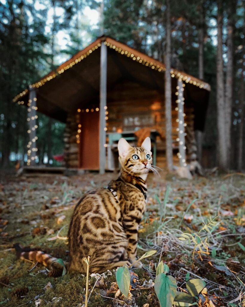 Suki the Adventure Cat posing near a cozy cabin in Canada