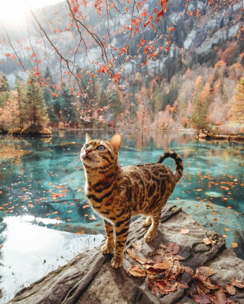 Suki the Adventure Cat near a lake in Switzerland