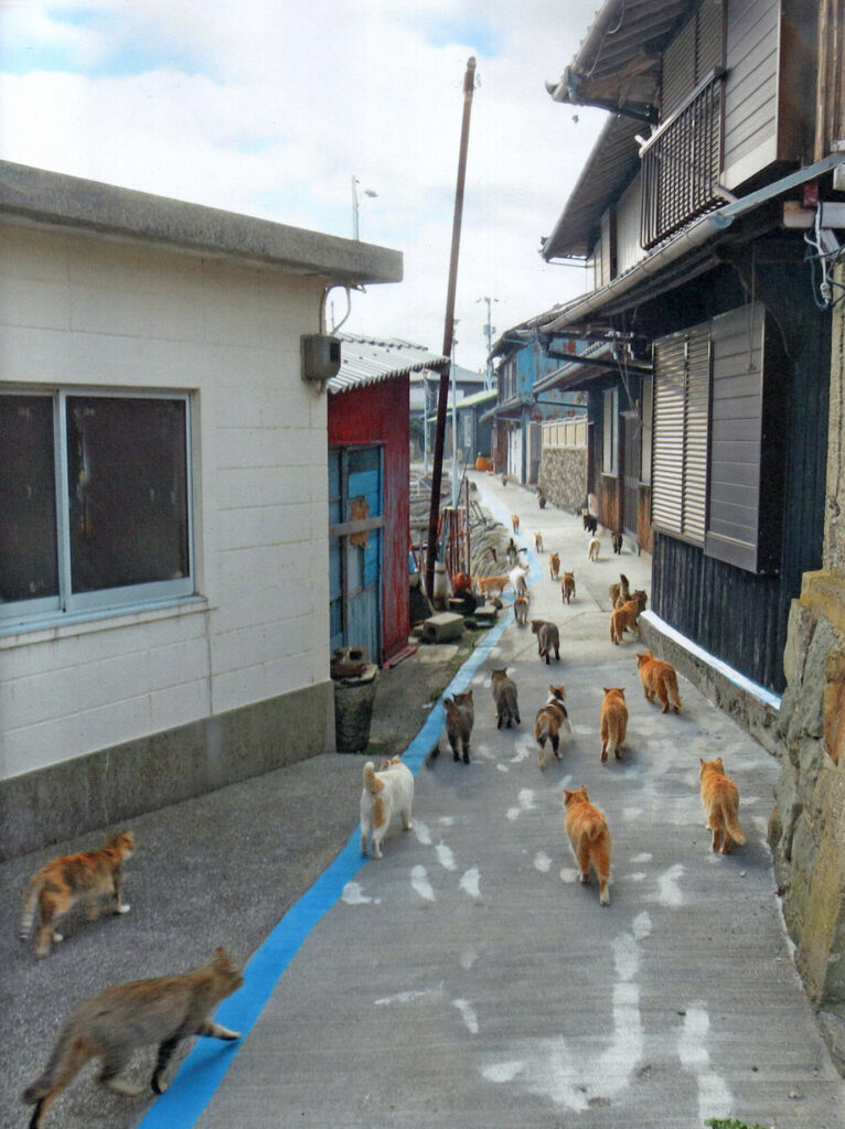cat island book