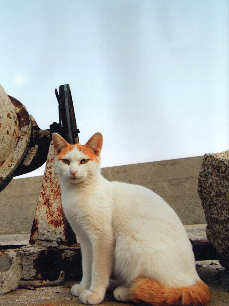 cat island book