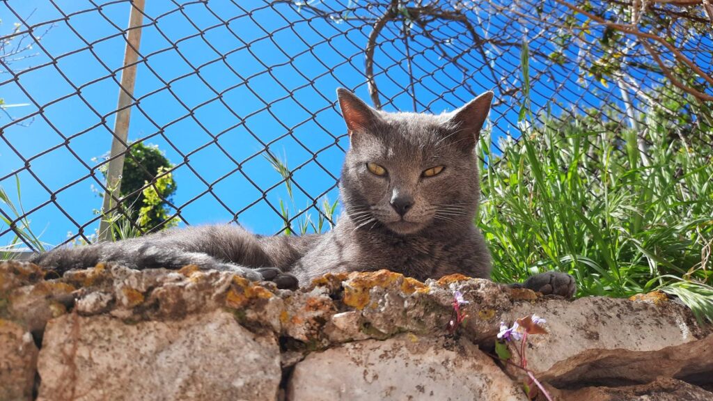 grey cat Dubrovnik
