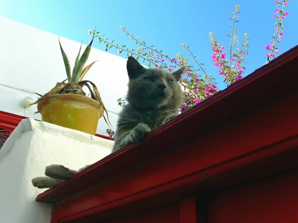 Mykonos Town cat