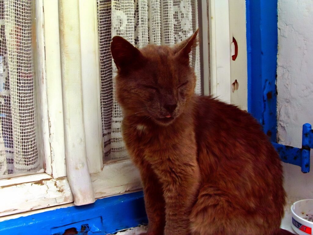 Mykonos Town cat