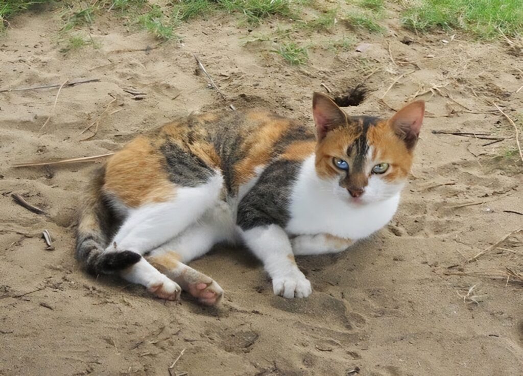 Palawan beach cat