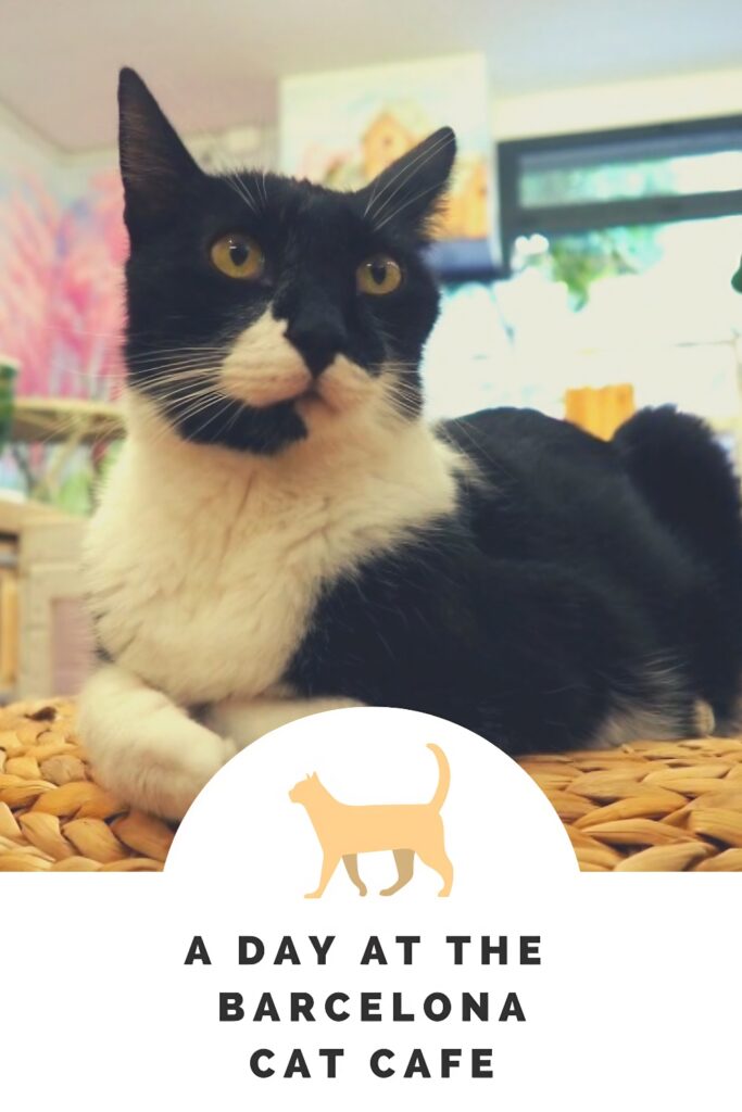Pinterest cats