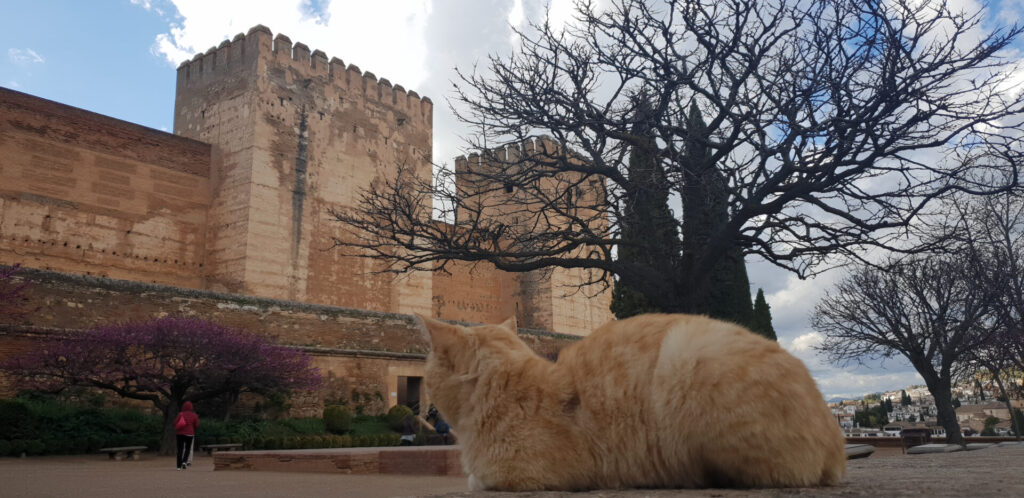 Alhambra Granada cats