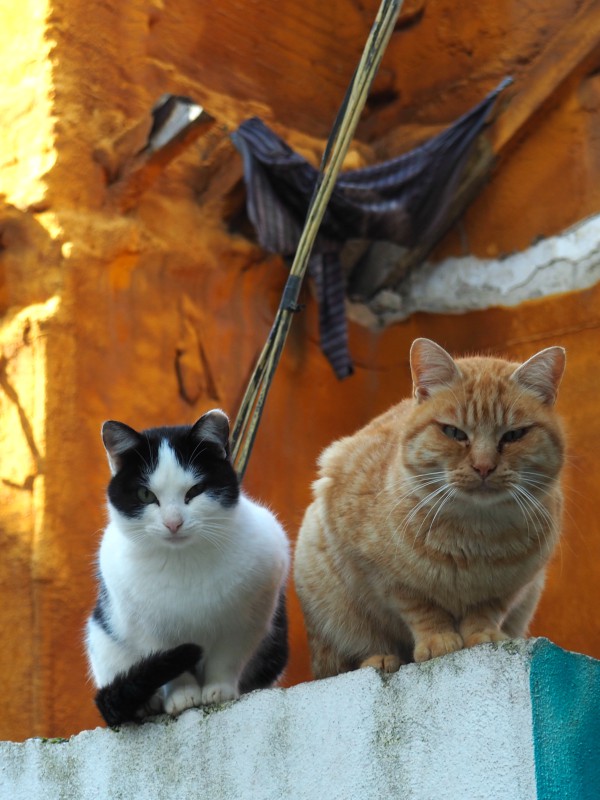 angry cats