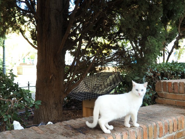 cats granada