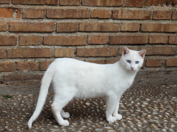 cats of granada