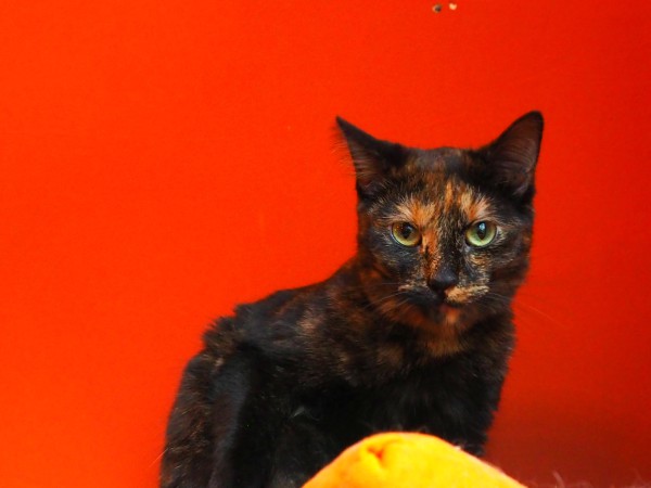 cologne cat cafe