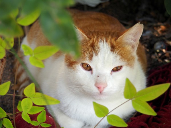 gatos campo del principe