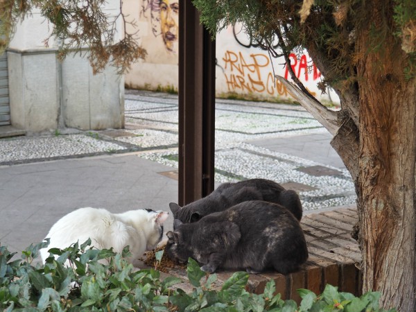 gatos granada