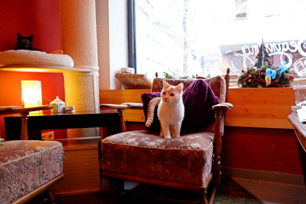 katzen köln