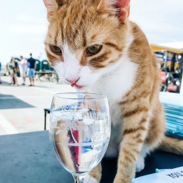 cat drinking from glass