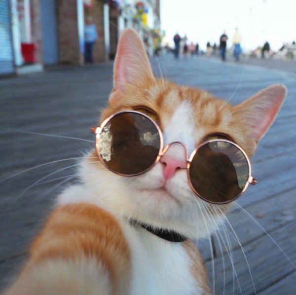 cat selfie