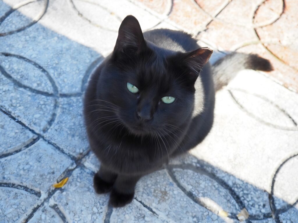cats Andalusia