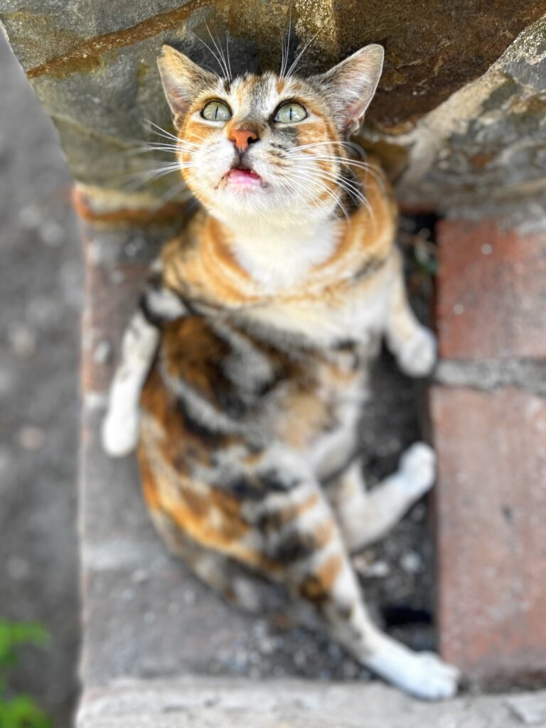 cats in Malaga