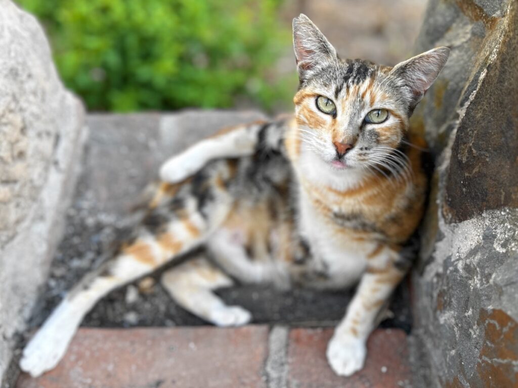 cats of Malaga