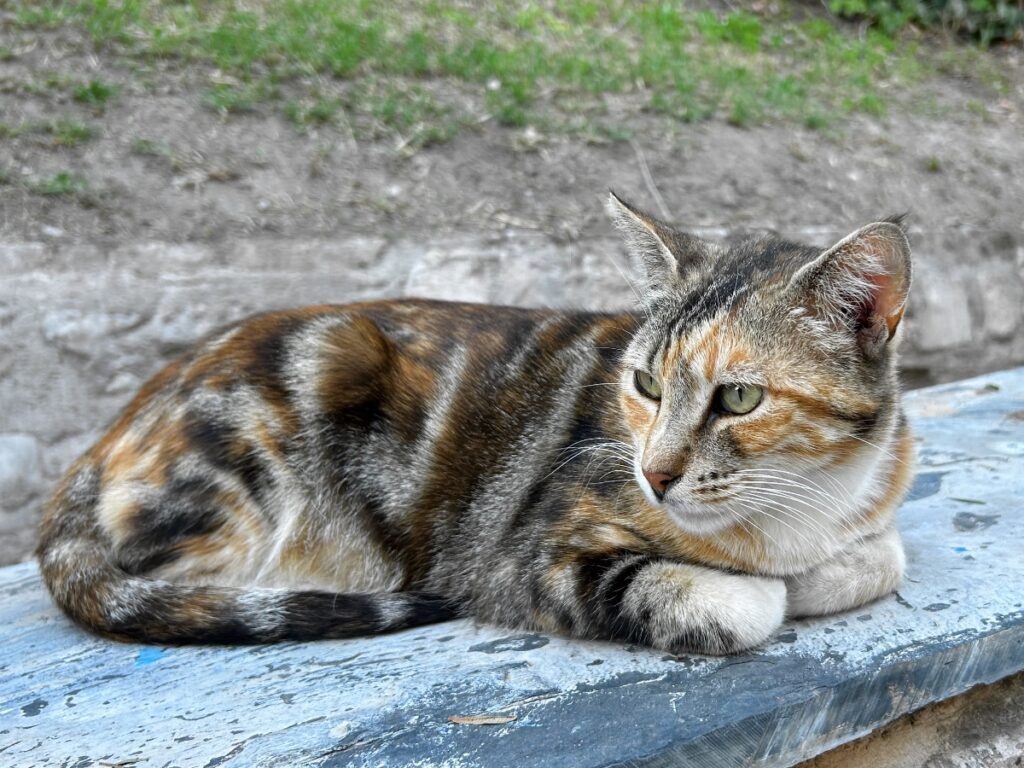 Malaga cat