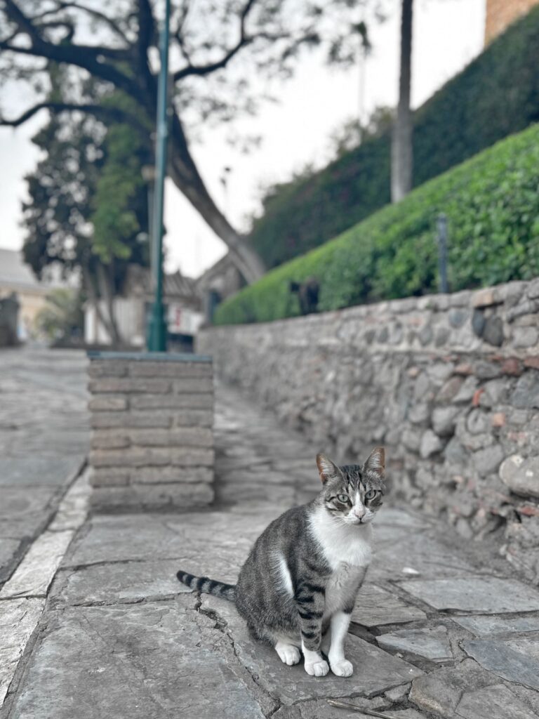 Malaga cat street