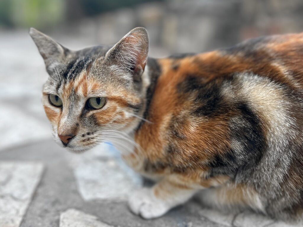 Malaga stray cat