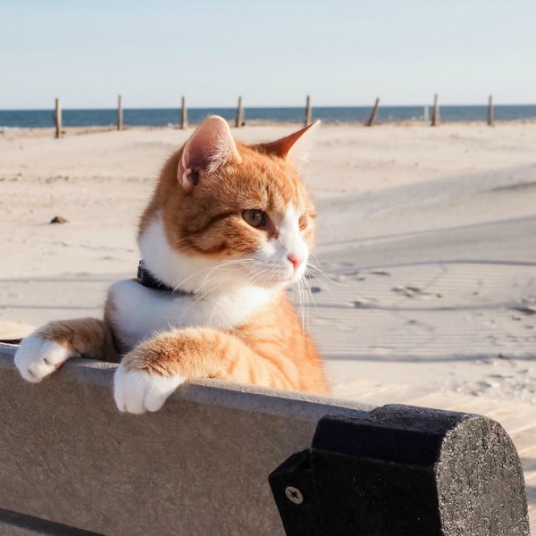 ocean city beach