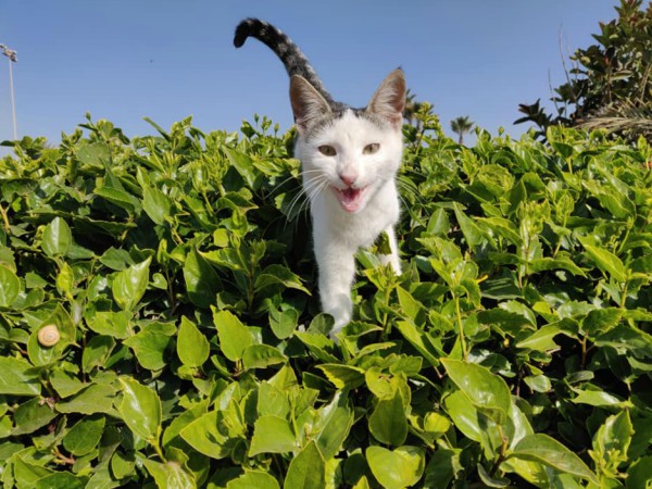 cats agadir