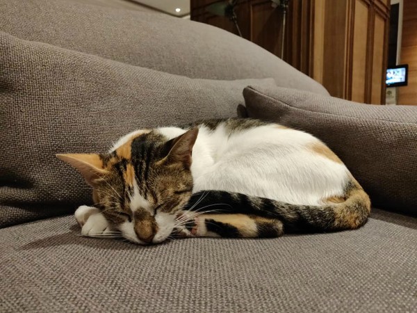hotel cats morocco