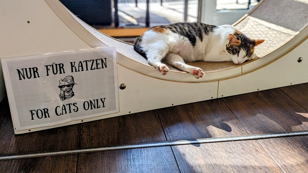 Katers Köök – Veganes Deli & Katzencafé in Hamburg