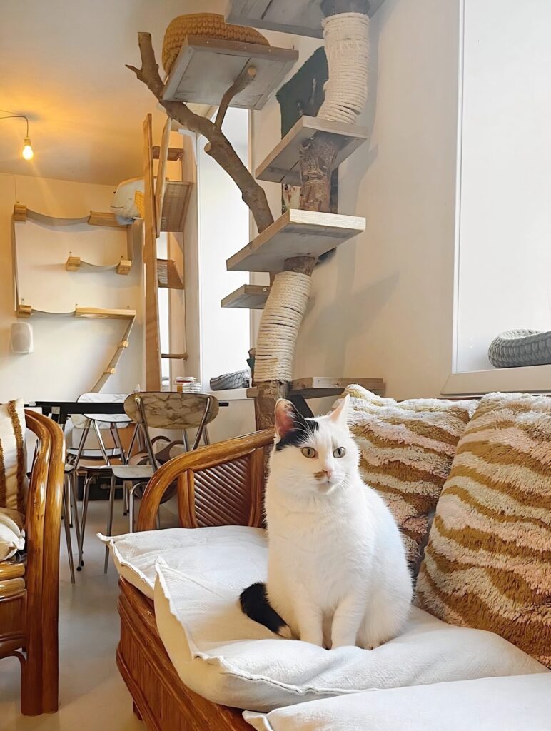 Kattencafé Kopjes in Amsterdam