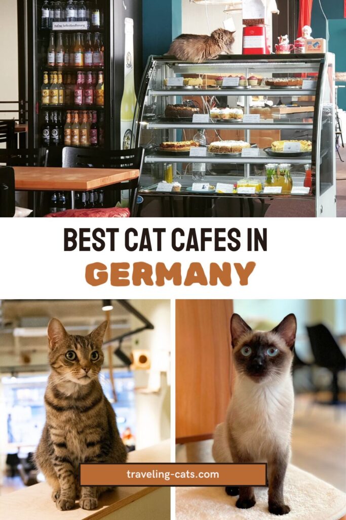 cat cafe Germany