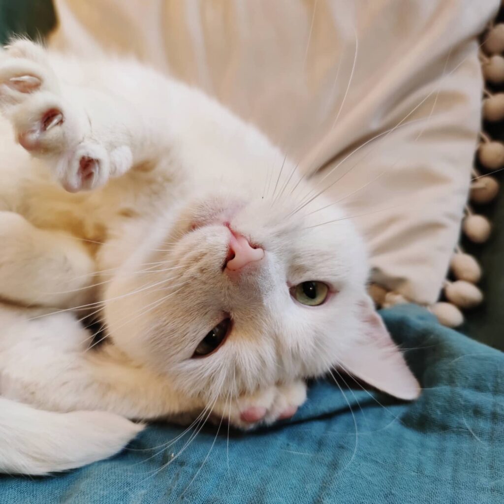 Cat Café Miezhous in Bielefeld