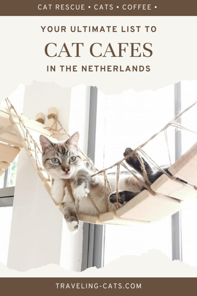 cat cafés in the Netherlands