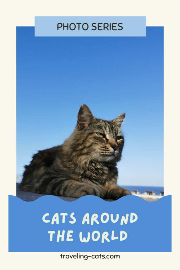 cats from around the world images