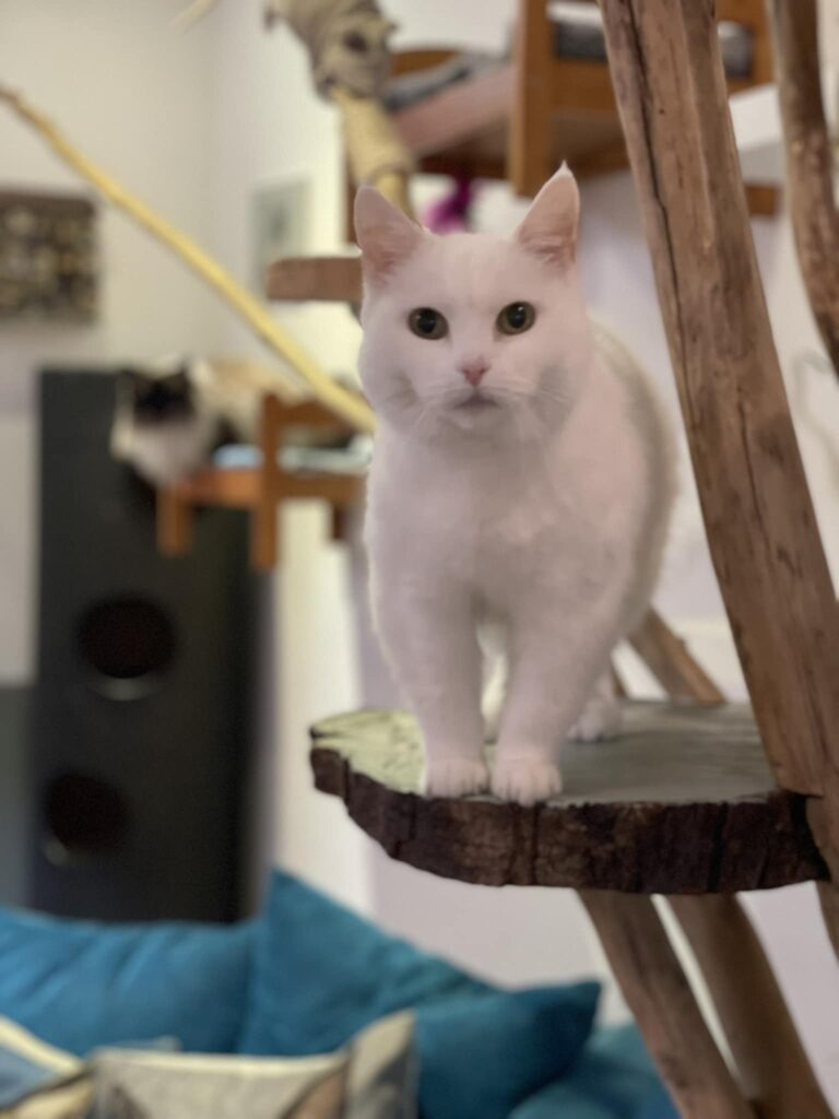 Jippies kattencafé