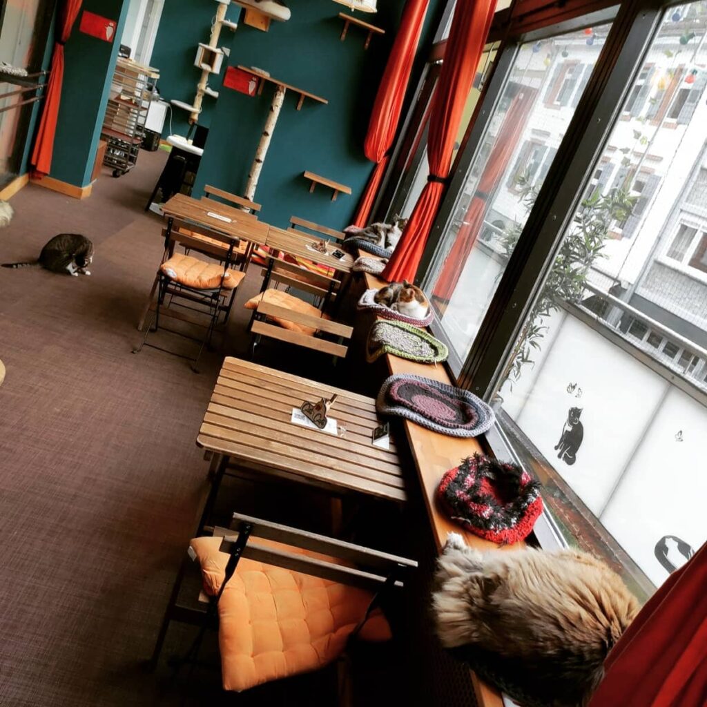 Cats Café Karlsruhe