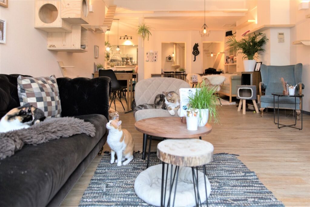 kattencafé Groningen