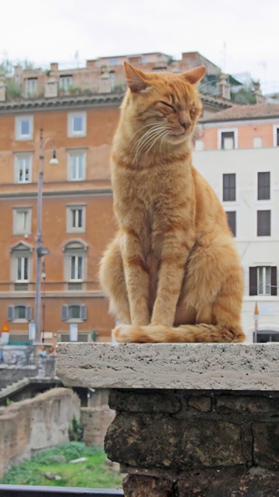 orange cat on a column in Rome